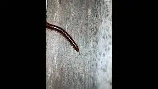 millipede