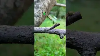 Grafting plants satisfying method 