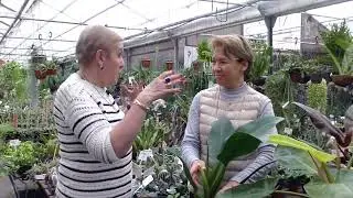 Кустовые филодендроны.