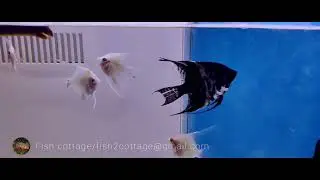 Reed fish | rope fish | snake fish