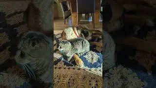 Cat Likes the Sun, Dog Likes the Shade #cute #adorable #pets