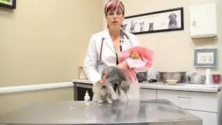 How to Help a Kitten Sleep