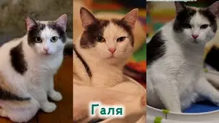 Галя