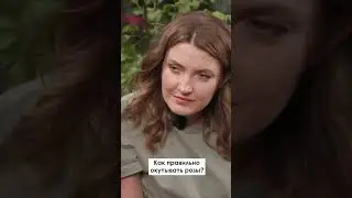 Как правильно окутывать розы