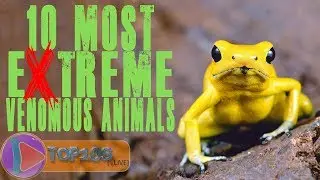 10 Most Extreme Venomous Animals | TOP10slive