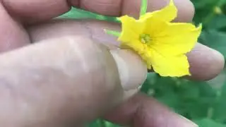 Hıyar yetiştiriciliği ve köşeli yaprak lekesi