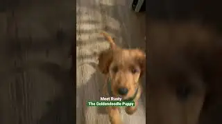 Rusty the adorable Goldendoodle Puppy #foryou #cutepuppy #puppy #viral #goldendoodlepuppy