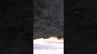 Аять аль Курси
