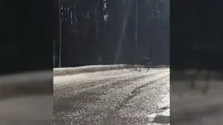 Лоси в Заволжье