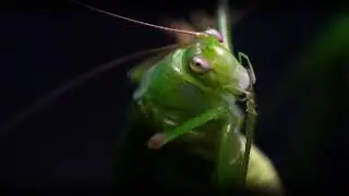 EPIC CINEMATIC UPCLOSE : HOPPER [ SONY A6400 + SONY E35MM MACRO ]