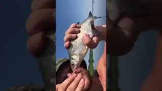 Леща подлещику
