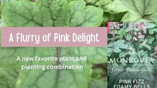 A Flurry of Pink Delight: A New Favorite Plant and Planting Combination