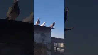 Гуляют #pigeon #голуби #бойныеголуби #top #птенцы #широкохвостые #birds