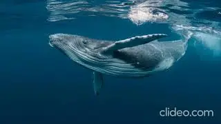 Humpback Whale Feeding Calls HD Sound Effects Without Copyright 2020 /Sound Hub