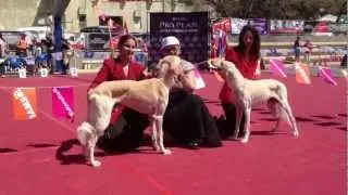 Triple CACIB show Israel - Salukis - Day II