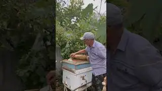 Кормлю и слабые, и сильные семьи!🐝🐝🐝🐝🐝🐝🐝🐝🐝