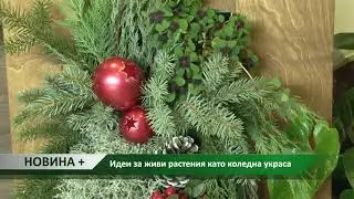 Новина плюс: Идеи за живи растения като коледна украса, автор: Камелия Карадочева