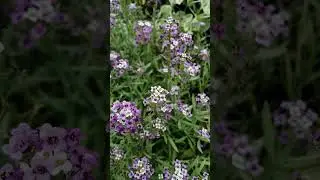 Еще немного ботанического сада #shorts