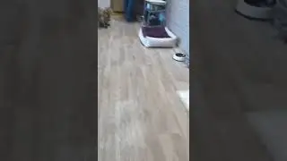 СКАКУН