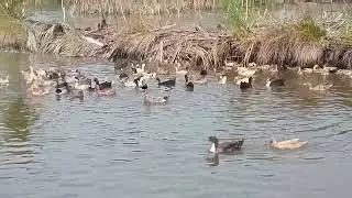 Village Creatures duck 🦆🦆🦆🦆🦆🦆🦆🦆🦆🦆🦆🦆🦆🦆🦆🦆🦆🦆🦆🦆🦆🦆🦆🦆🦆🦆🦆🦆🦆🦆🦆🦆🦆