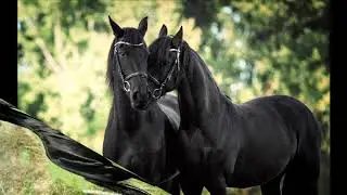 Цыганская песня 