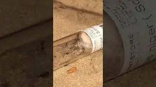 Eierpaket ist real! Ameisen fühlen sich wohl und explorieren kaum. #ameise #ameisen #lasiusniger