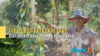 Sukses Budidaya Cabe Jamu di Tanah Miskin Hara