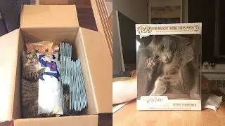 Cats in Boxes - Cute & Funny Cat Videos Compilation