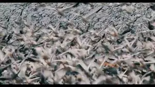 Wintering Snow Geese - Anahuac National Wildlife Refuge