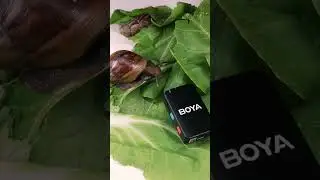 Sound on! #HearItWithBOYA #wirelessmicrophone #boyamic #shorts