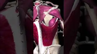 Horizontal traction