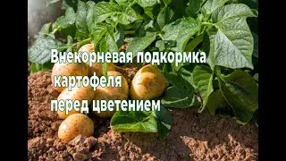 ЧЕМ ПОДКОРМИТЬ КАРТОФЕЛЬ ПЕРЕД ЦВЕТЕНИЕМ ДЛЯ УВЕЛИЧЕНИЯ УРОЖАЯ.