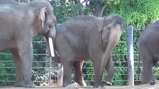 Melbourne ZOO, Asian Elephant  HD