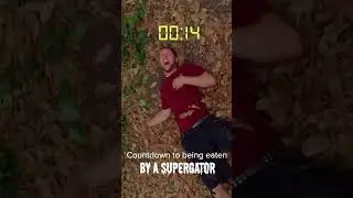 Eaten by a Supergator