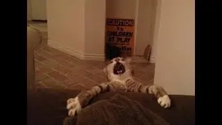 20 Dramatic Cats That Could Be In Movies