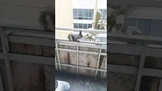 Смешные животные