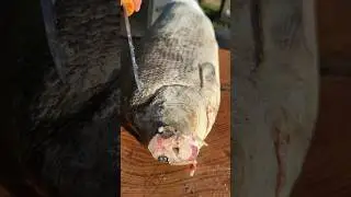 Сугудай от Русича💪 Угадай название рыбы? 🐟 И заказывай ее в лучшем магазине Сила Сибири🔥