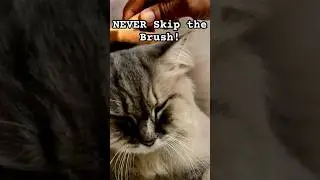 NEVER Skip Brushing Your Cat’s Fur 🐈