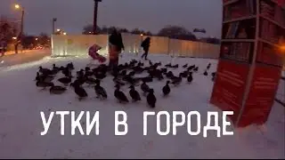 УТКИ В ГОРОДЕ