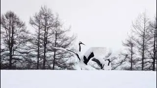 13 февраля 2022 г. ...ОЧЕНЬ КРАСИВО...