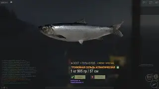 Fisher Online Норвегия: Сельдь атлантическая