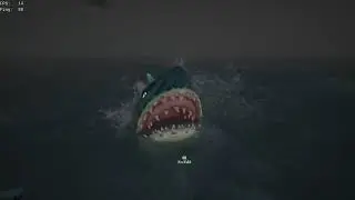 That's alot of Sharks!!