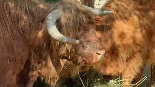 Я попал на обед к огромному быку! И вот как это было!