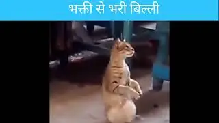 Unbelievable गणपती आरती भक्ती से भरी बिल्ली Bhakt Billi Cat Devotee Strange Things Ajab Gajab