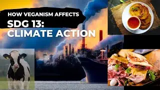 SDG 13 + VEGANISM & CANCER