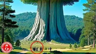 El Árbol Más Grande del Mundo Es Mucho Más Grande De Lo Que Imaginas