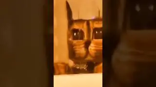 Майнкрафт Кот 🤔?