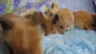 Króliczki z miotów P i O