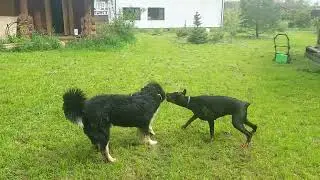 Ева научилась отбирать)