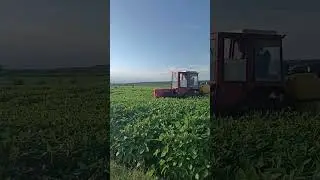 Соя Літо
